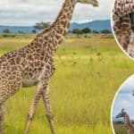 Анааш анх удаа мөхлийн аюулд өртөх төрөл зүйлийн жагсаалтад орох гэж байна Анааш анх удаа мөхлийн аюулд өртөх төрөл зүйлийн жагсаалтад орох гэж байна