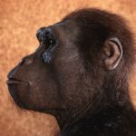 Люси сүүлийн 50 жилийн турш хүн төрөлхтний хувьслын нүүр царай болсон нь ийм учиртай