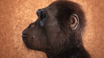 Люси сүүлийн 50 жилийн турш хүн төрөлхтний хувьслын нүүр царай болсон нь ийм учиртай