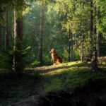 Алга болсон нохой гэрээ олж ирдэг шинжлэх ухаан