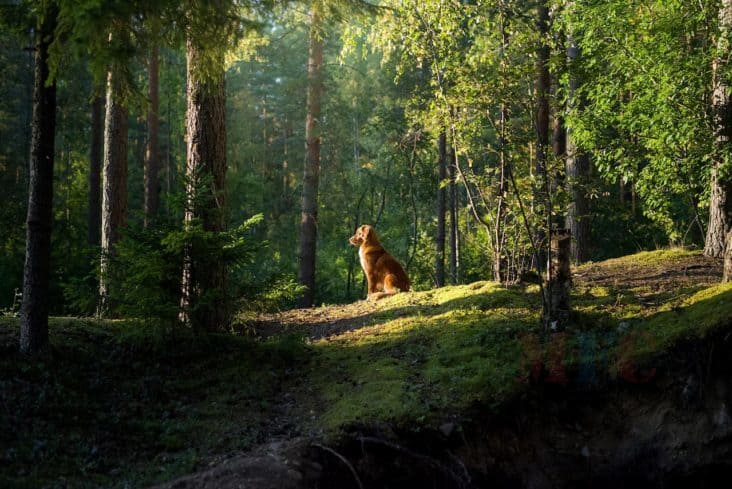 Алга болсон нохой гэрээ олж ирдэг шинжлэх ухаан