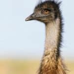 Австрали улс тэмээн хяруулуудтай дайн зарлаж, ялагдсан хачирхалтай түүх Австрали улс тэмээн хяруулуудтай дайн зарлаж, ялагдсан хачирхалтай түүх