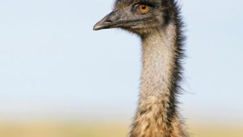 Австрали улс тэмээн хяруулуудтай дайн зарлаж, ялагдсан хачирхалтай түүх