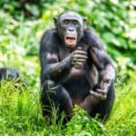 Бонобо ба шимпанзе: Ялгаа нь юу вэ?