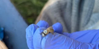 Эрдэмтэд зөгийд QR код нааж, хэр хол нисдэгийг нь судалжээ