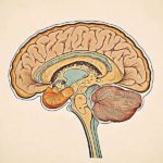 Ой санамжаа сайжруулж, суралцах чадвараа нэмэгдүүлэх 9 арга