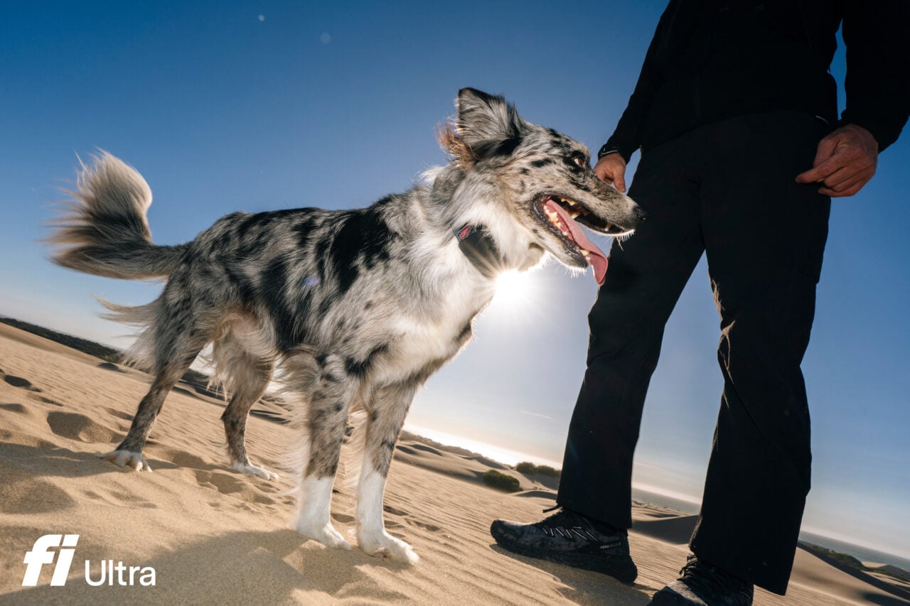 You Can Now Track Your Stupid Lost Dog From Space