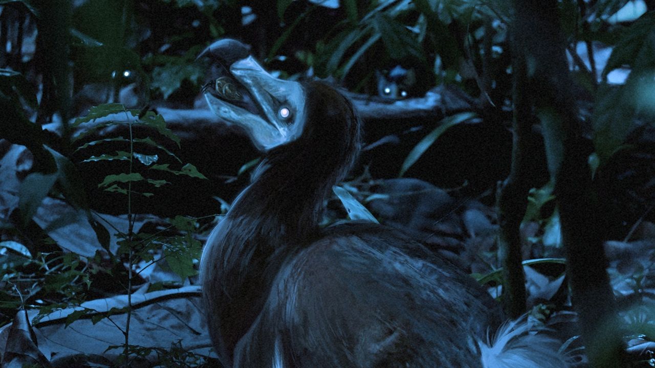 Додо шувууны оюун ухааны талаарх ойлголтыг шинэ судалгаа өөрчиллөө
